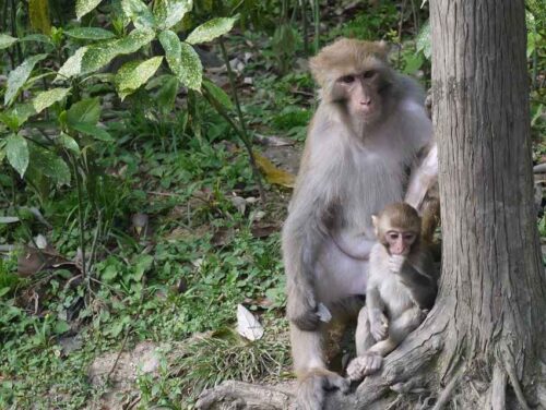Qianling Mountain Park: Monkeys in Downtown Guiyang